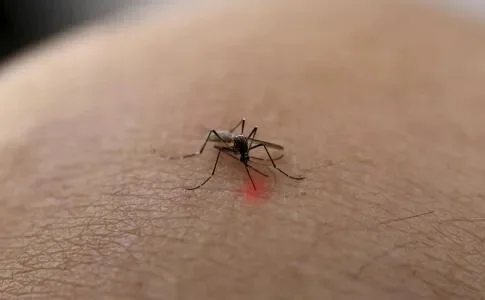 蚊子更喜欢叮咬哪类人-蚊子叮咬偏好