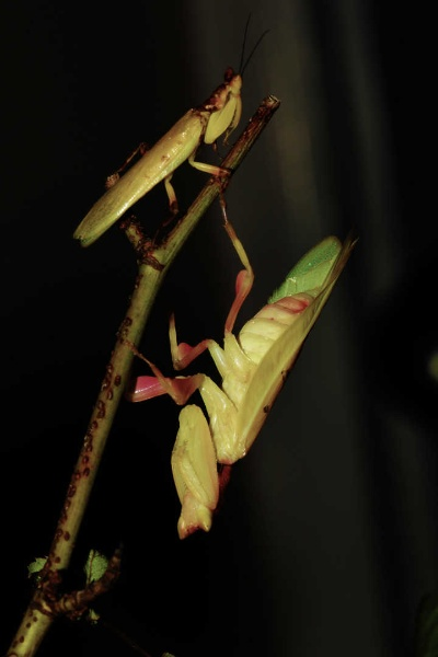 金翼螳螂破茧重生-金翼螳螂战斗革新