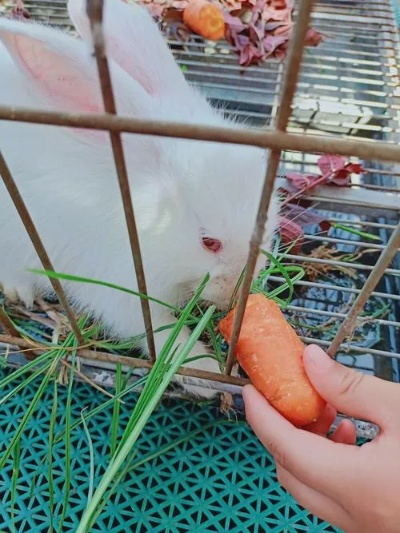红萝卜兔怎么培养-新手养兔指南
