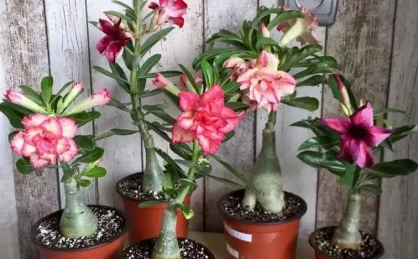 沙漠玫瑰的繁殖方法-沙漠玫瑰繁殖方法