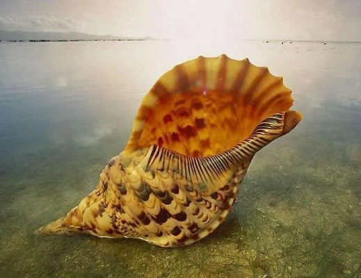 破破岛最后一个海螺-海螺象征孤岛希望